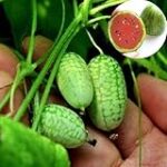 Vergleich und Analyse: Die besten Zahnprodukte mit wassermelonigen Geschmacksrichtungen im Test! Vergleich und Analyse: Die besten Zahnprodukte mit wassermelonigen Geschmacksrichtungen im Test!
