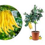 Die besten Zahnprodukte im Vergleich: Warum sich der Kauf per Hand lohnen kann Die besten Zahnprodukte im Vergleich: Warum sich der Kauf per Hand lohnen kann